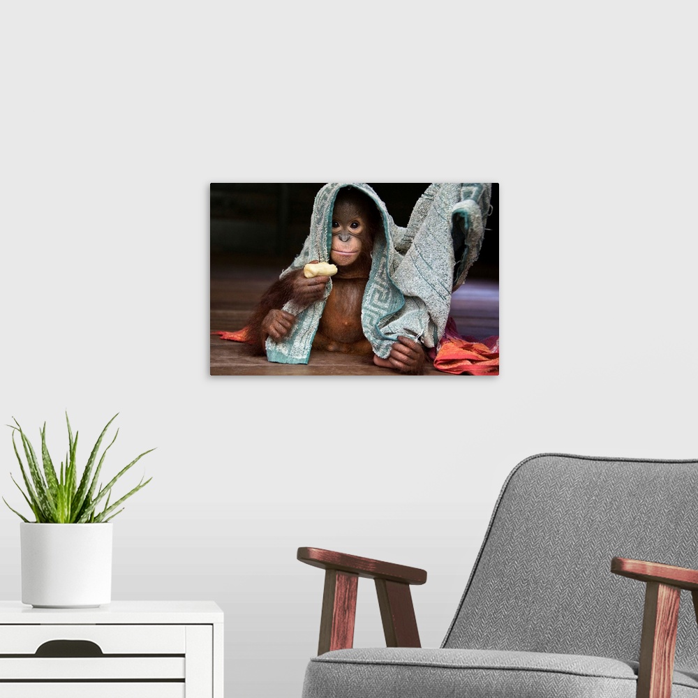 A modern room featuring Orangutan playing with towel and holding banana, Borneo, Indonesia