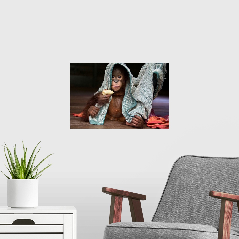 A modern room featuring Orangutan playing with towel and holding banana, Borneo, Indonesia