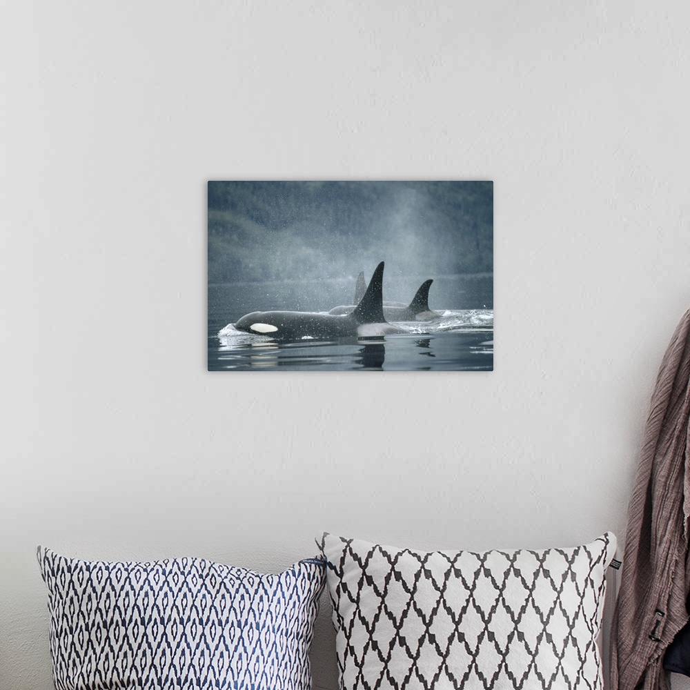 A bohemian room featuring Orca (Orcinus orca) group surfacing, Johnstone Strait, British Columbia, Canada