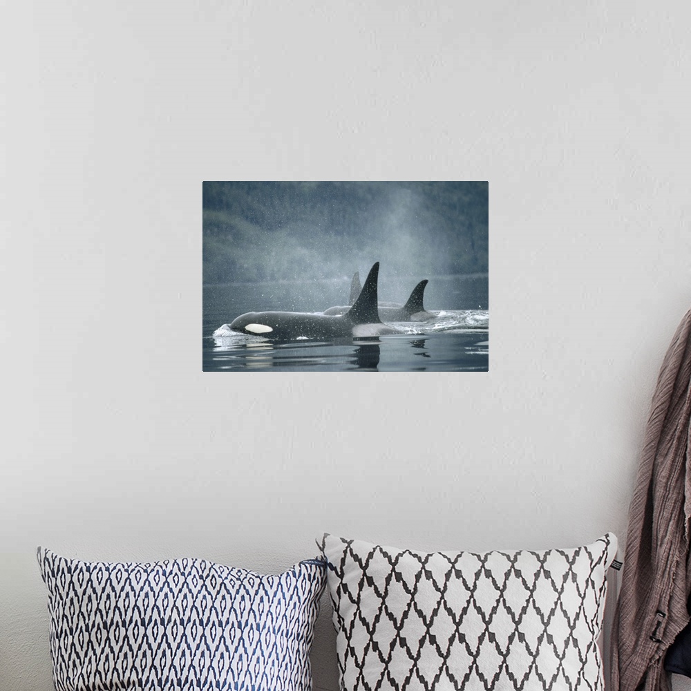 A bohemian room featuring Orca (Orcinus orca) group surfacing, Johnstone Strait, British Columbia, Canada