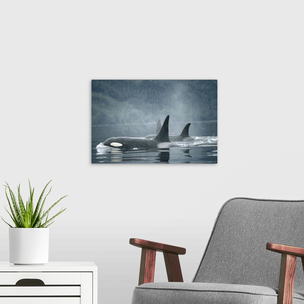 A modern room featuring Orca (Orcinus orca) group surfacing, Johnstone Strait, British Columbia, Canada