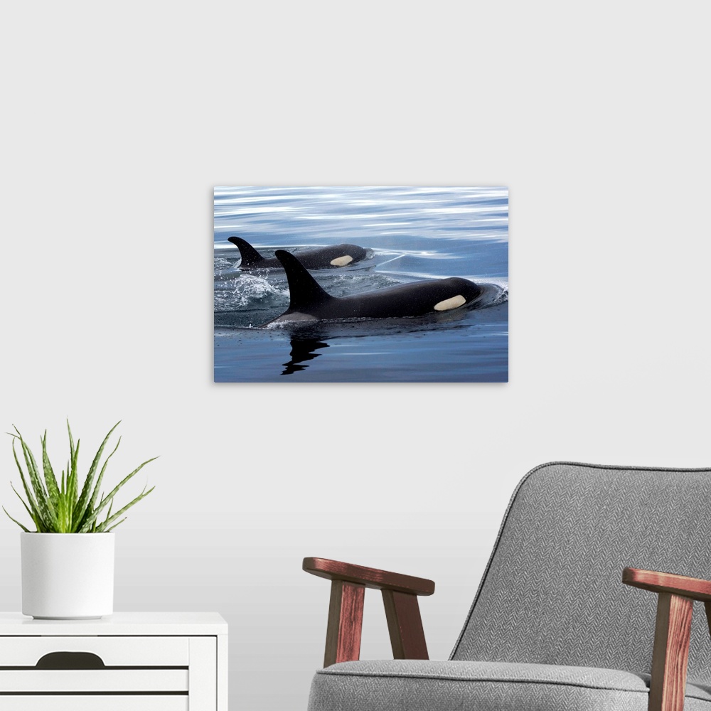 A modern room featuring Orca mother and calf surfacing, Prince William Sound, Alaska