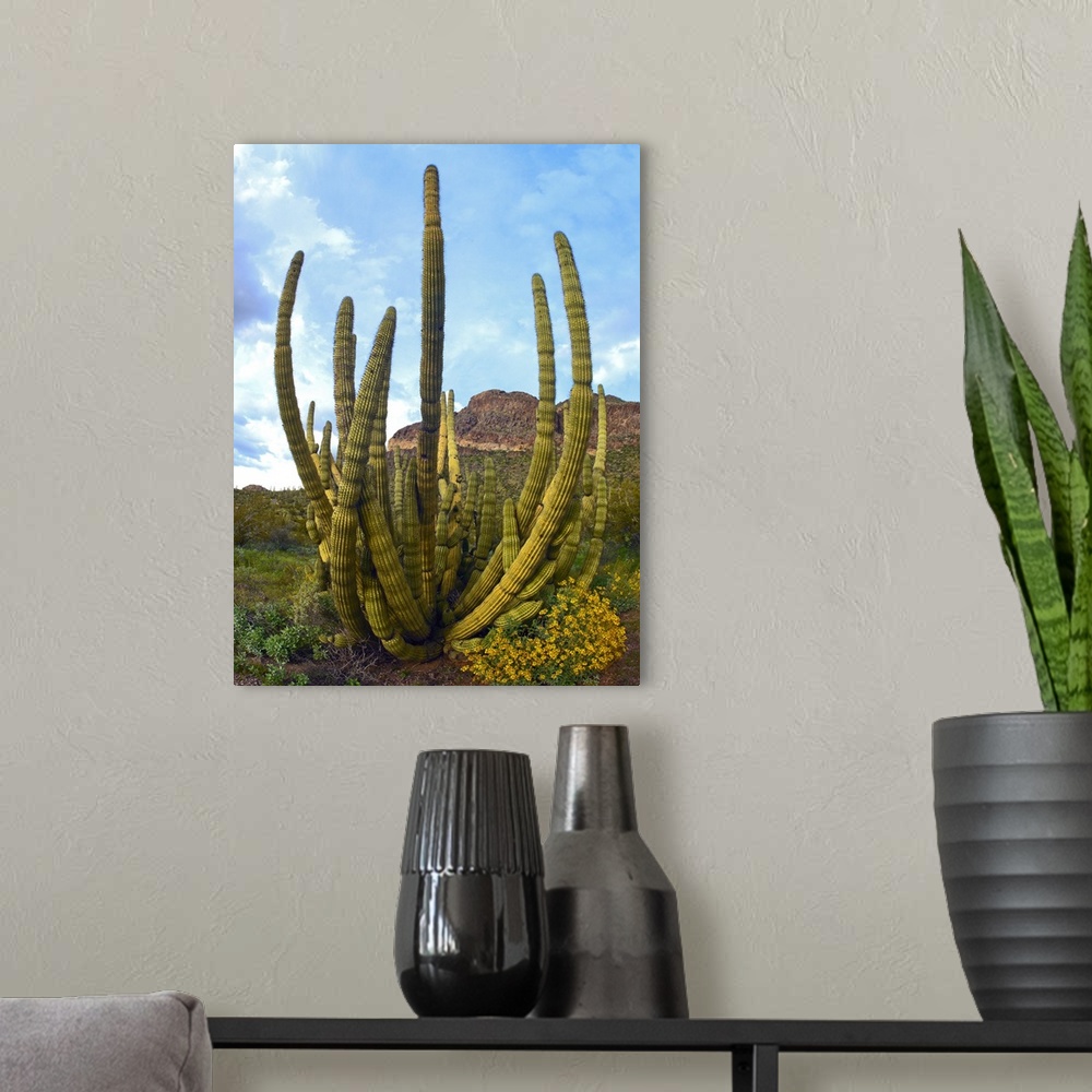 A modern room featuring Organ Pipe Cactus (Stenocereus thurberi) Arizona