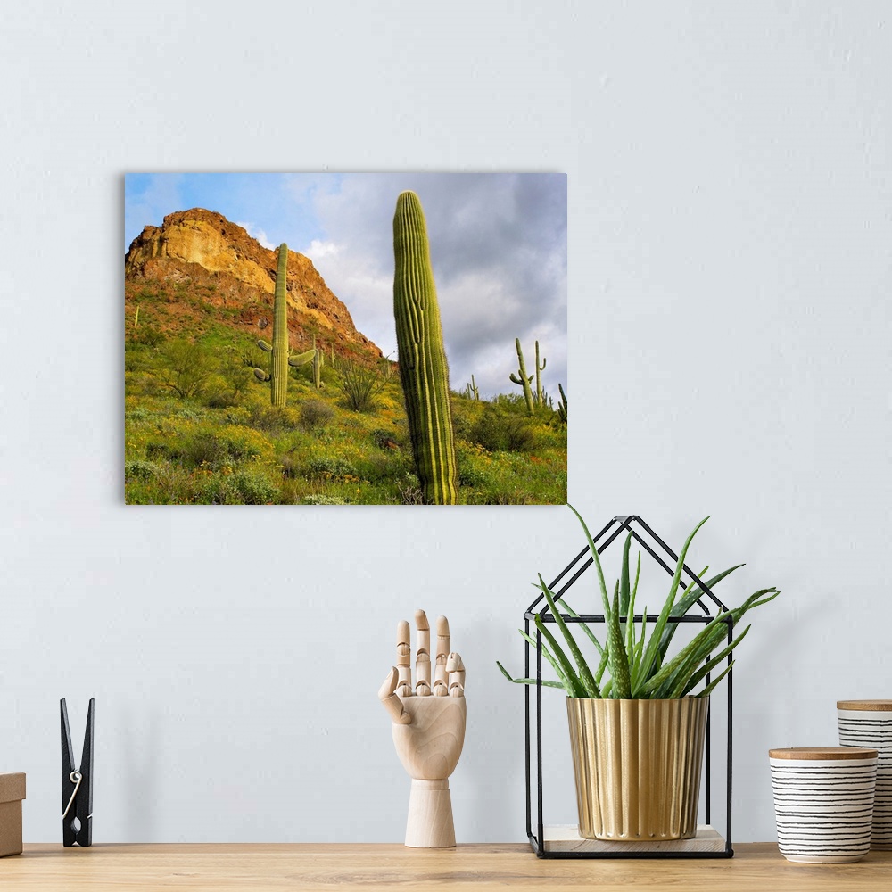 A bohemian room featuring Organ Pipe Cactus, Organ Pipe Cactus National Monument, Sonoran Desert, Arizona