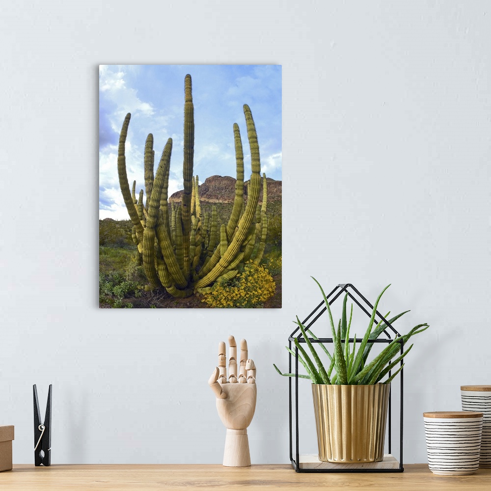 A bohemian room featuring Organ Pipe Cactus (Stenocereus thurberi), Arizona