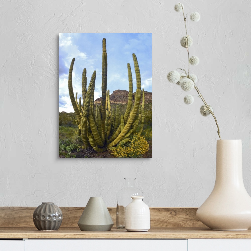 A farmhouse room featuring Organ Pipe Cactus (Stenocereus thurberi), Arizona
