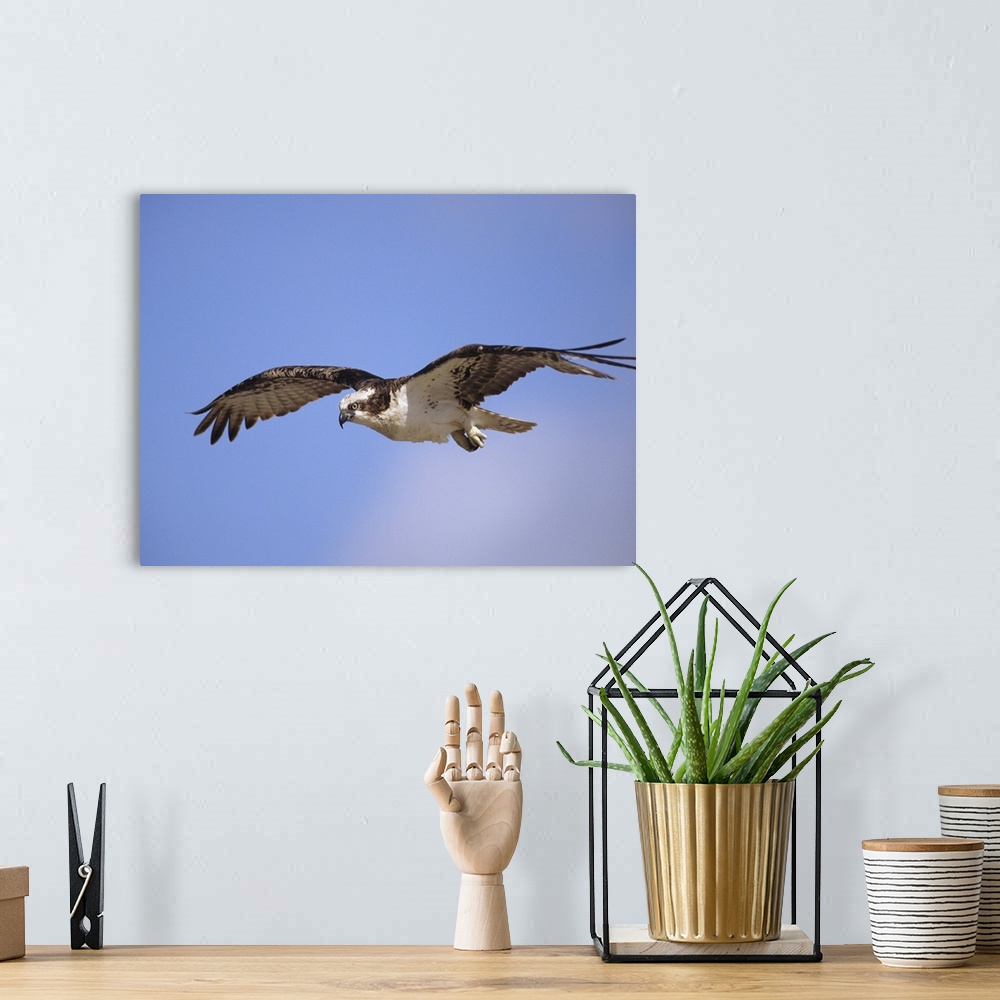 A bohemian room featuring Osprey (Pandion haliaetus) flying, North America