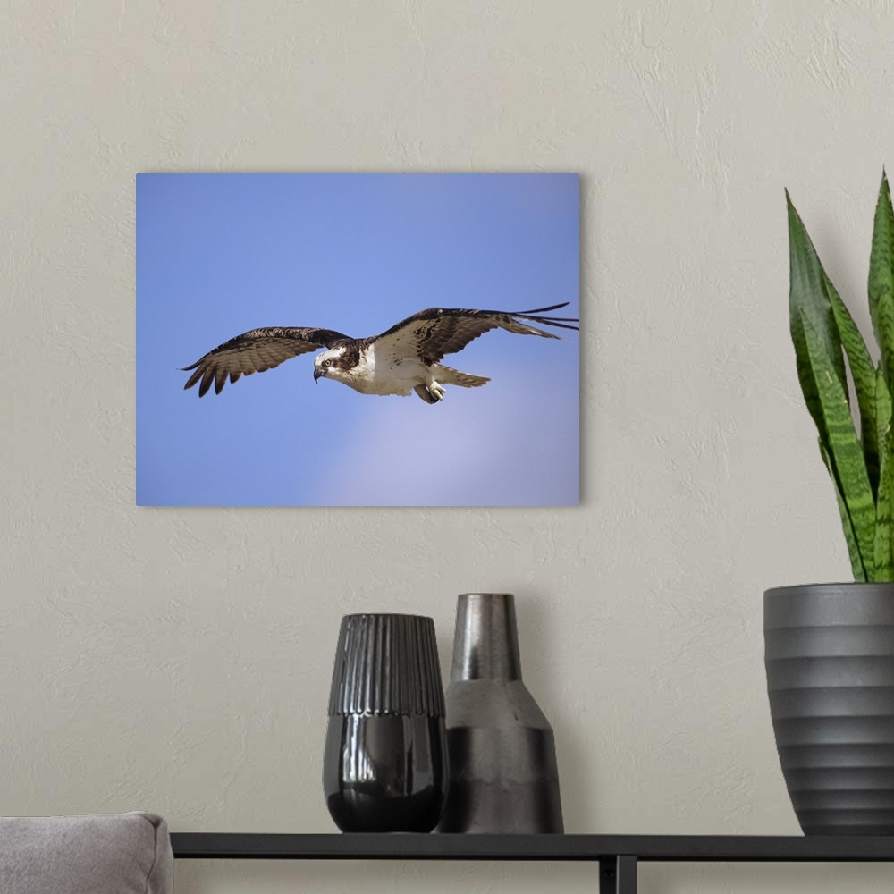 A modern room featuring Osprey (Pandion haliaetus) flying, North America