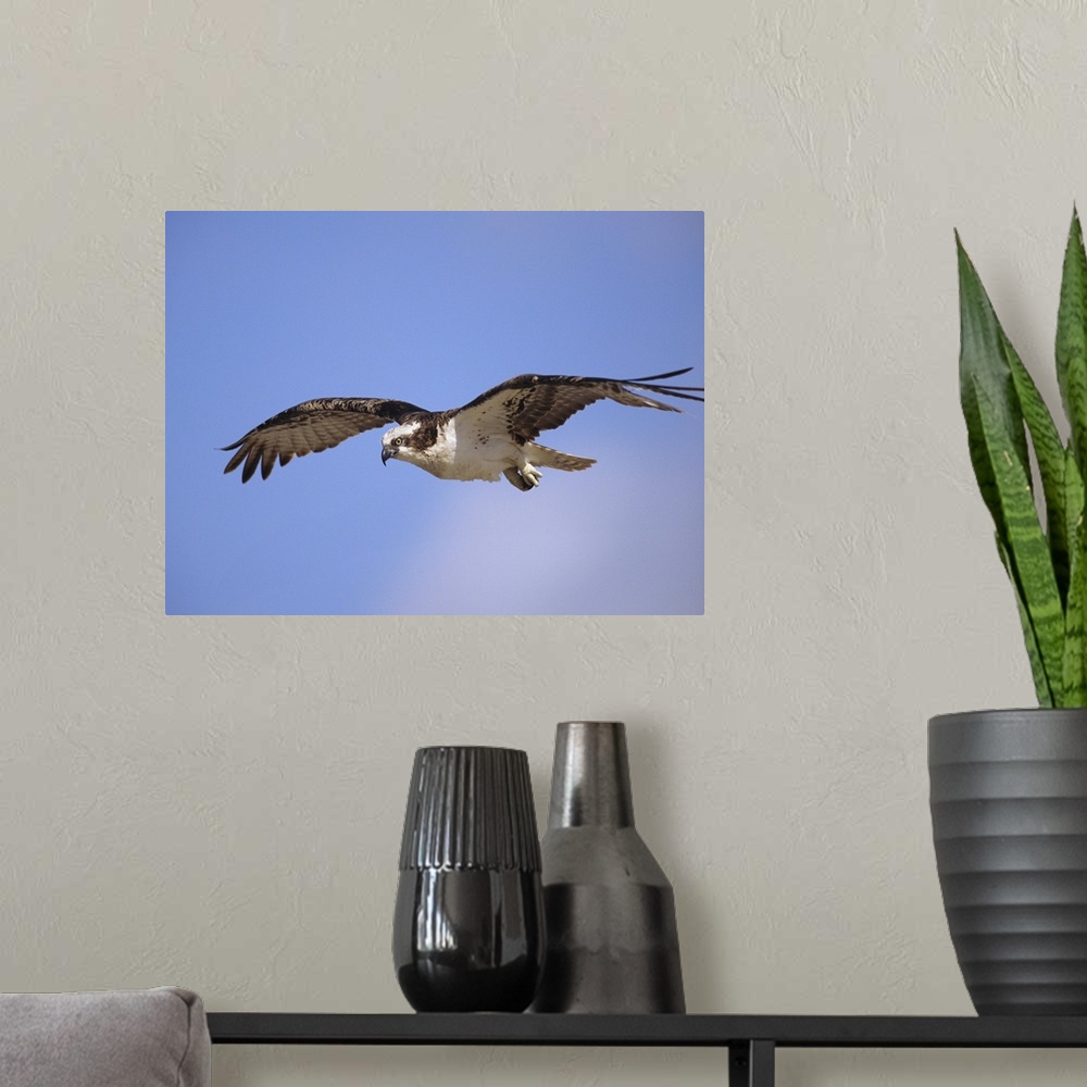 A modern room featuring Osprey (Pandion haliaetus) flying, North America