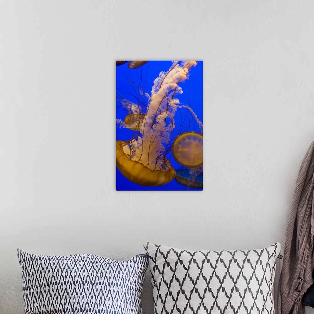 A bohemian room featuring Sea NettleChrysaora fuscescensMonterey Bay Aquarium, CA*Captive
