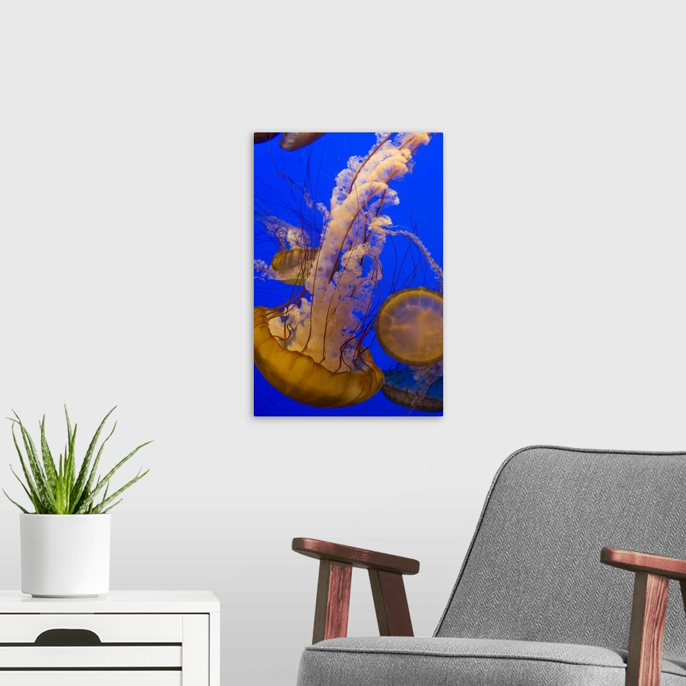 A modern room featuring Sea NettleChrysaora fuscescensMonterey Bay Aquarium, CA*Captive
