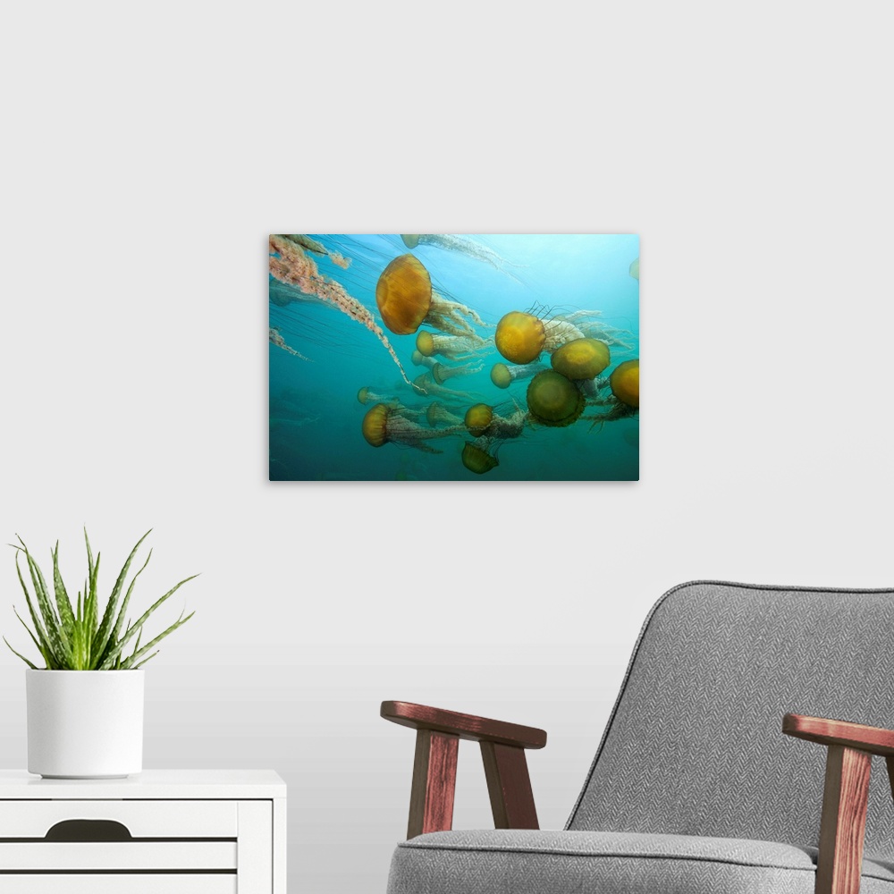A modern room featuring sea nettles, Chrysaora fuscescens, Monterey Bay National marine Sanctuary, Monterey, California