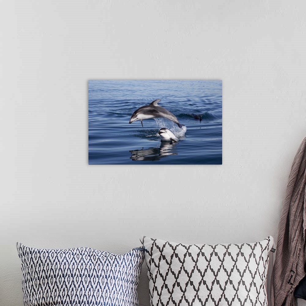 A bohemian room featuring Pacific White-sided Dolphin pair jumping, Nine Mile Bank, San Diego, California.