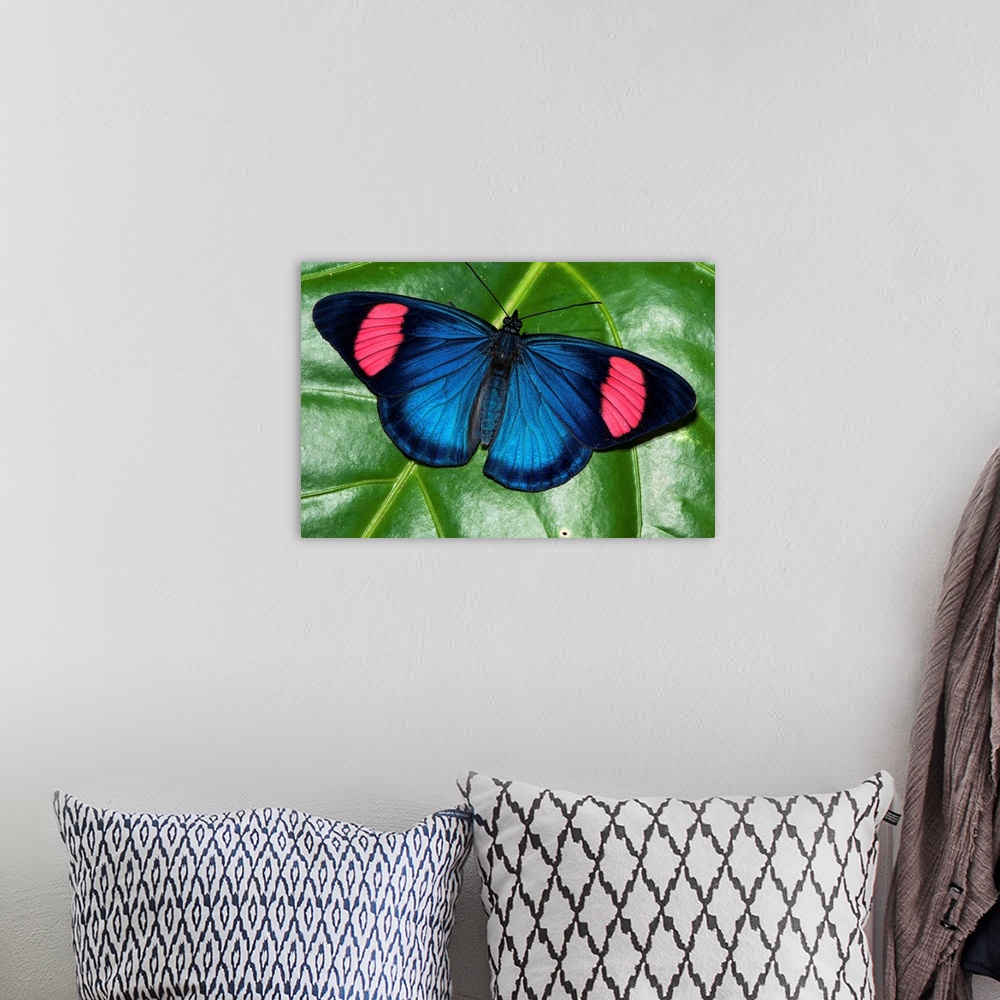 A bohemian room featuring Painted Beauty butterfly, Yasuni National Park, Amazon, Ecuador