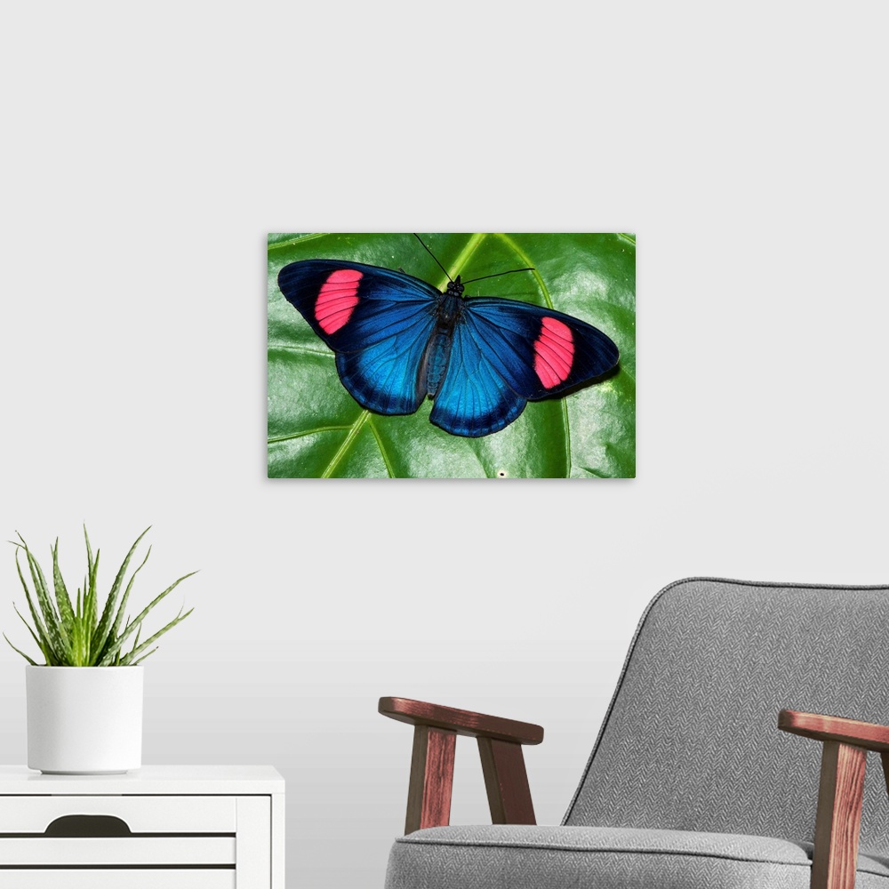 A modern room featuring Painted Beauty butterfly, Yasuni National Park, Amazon, Ecuador