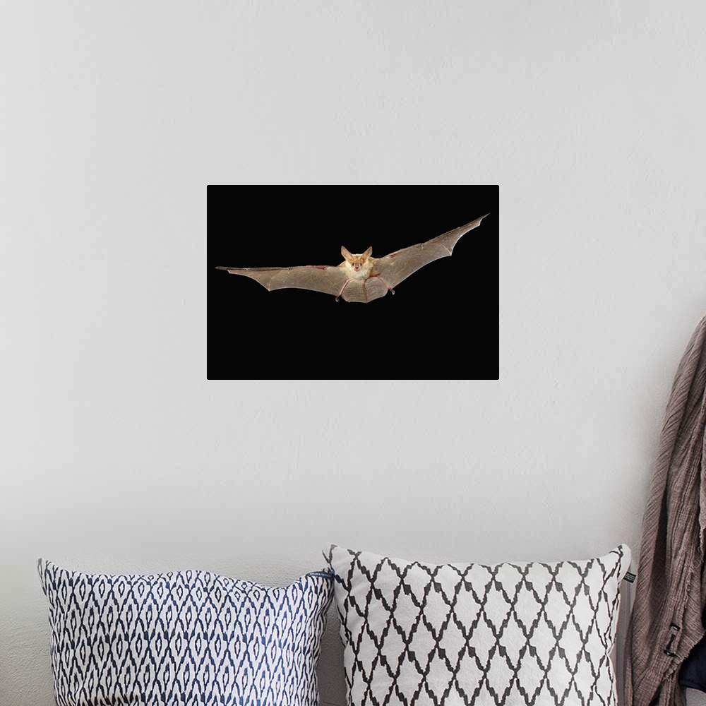 A bohemian room featuring A pallid bat (Antrozous pallidus) flying at night near Sulphur Springs, high-desert habitat, Wash...