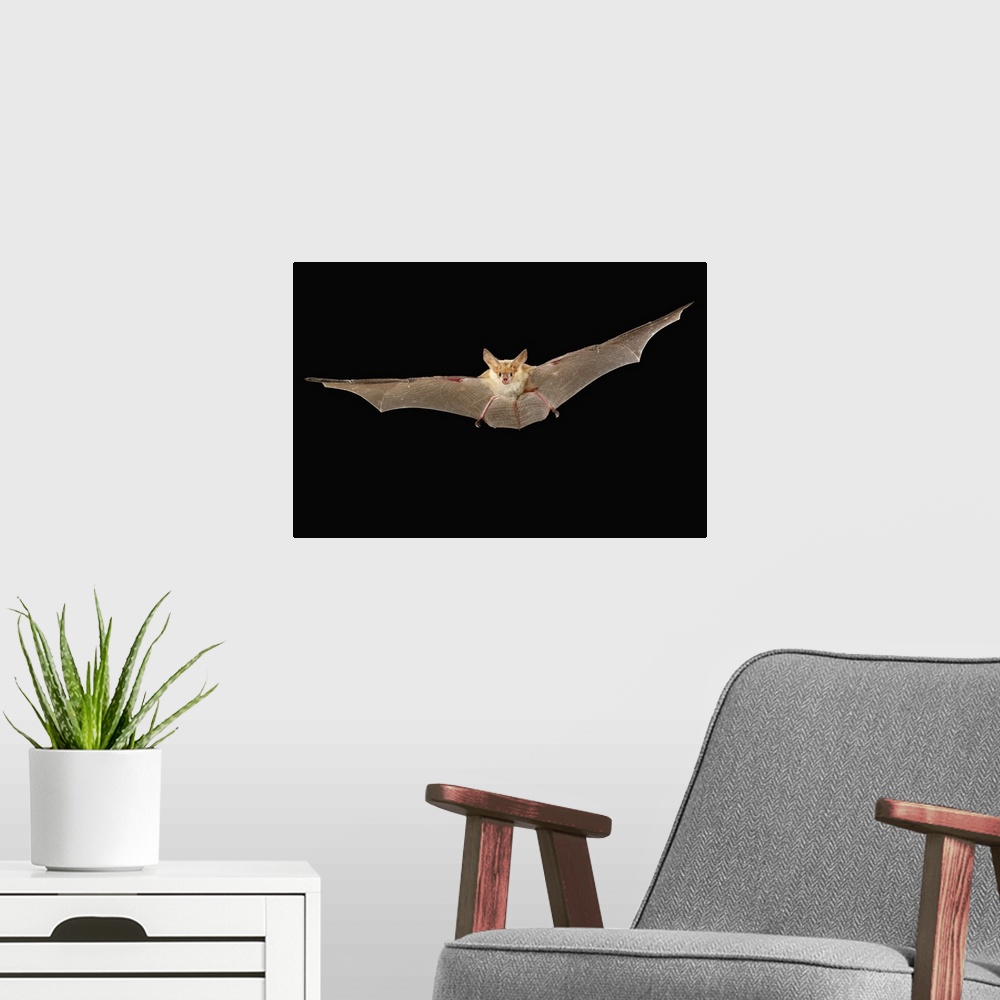A modern room featuring A pallid bat (Antrozous pallidus) flying at night near Sulphur Springs, high-desert habitat, Wash...
