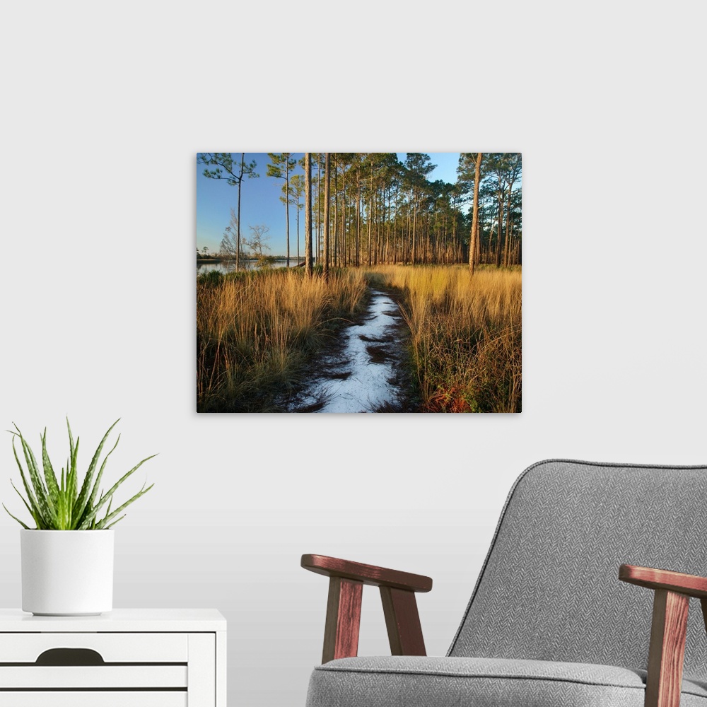 A modern room featuring Path through grasses and pines near marsh, Saint George Island, Florida