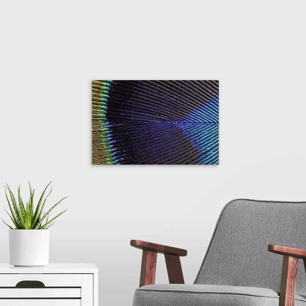 A modern room featuring Wall art of the up close view of a peacock feather.