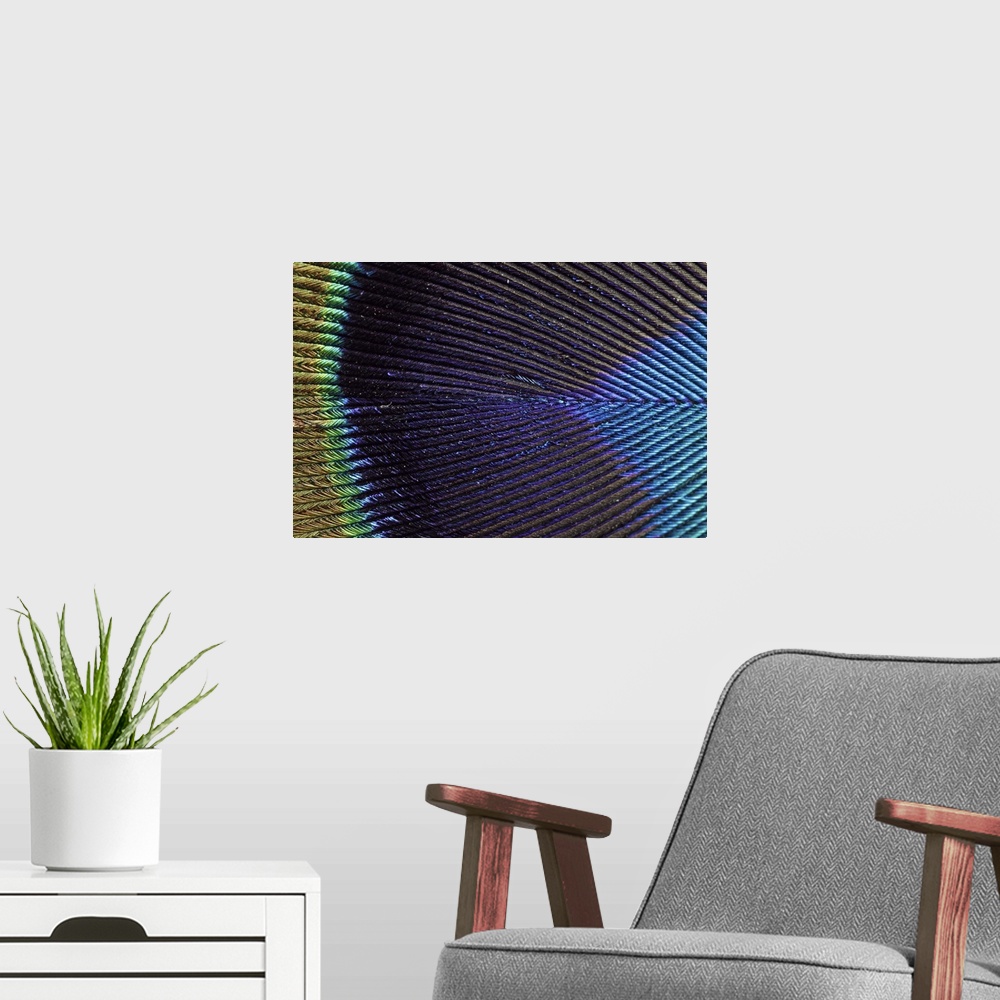 A modern room featuring Wall art of the up close view of a peacock feather.