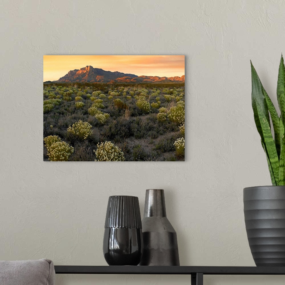 A modern room featuring Pepperweed meadow beneath El Capitan, Guadalupe Mountains National Park, Texas