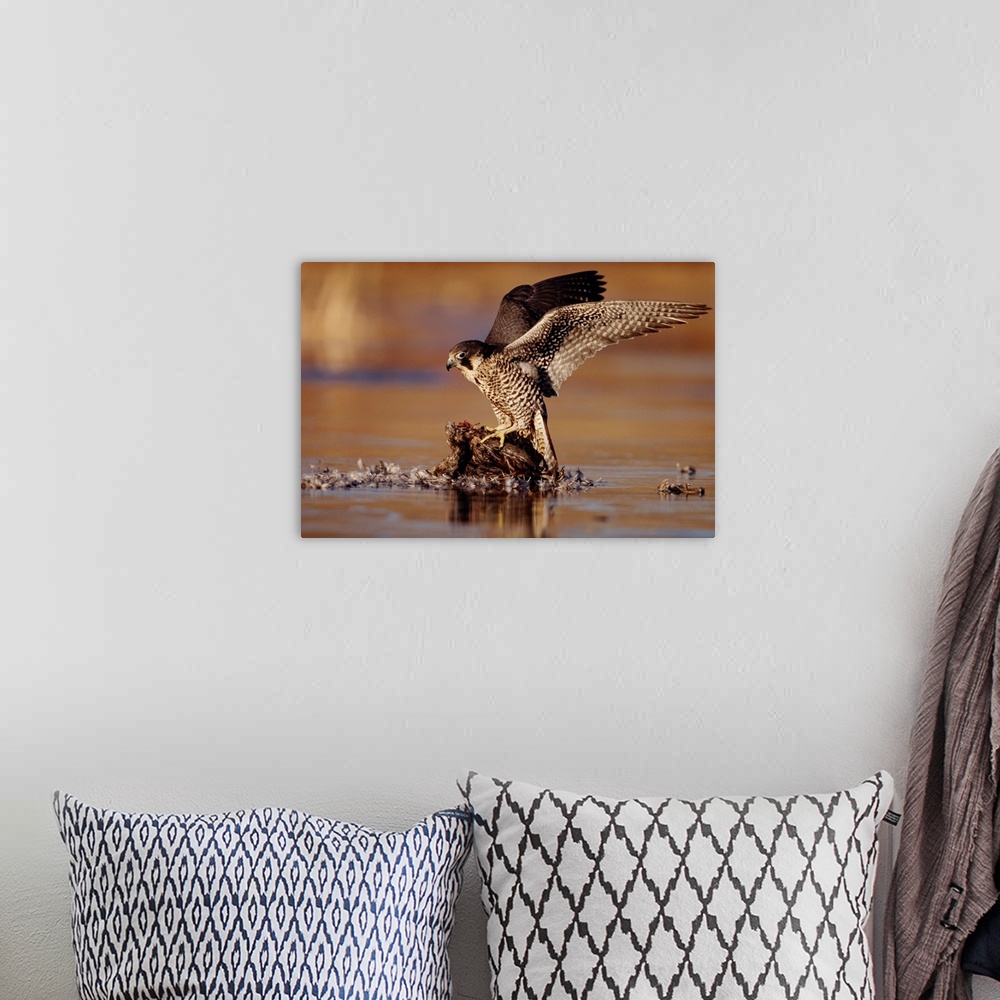 A bohemian room featuring Peregrine Falcon adult in protective stance standing on downed duck, North America