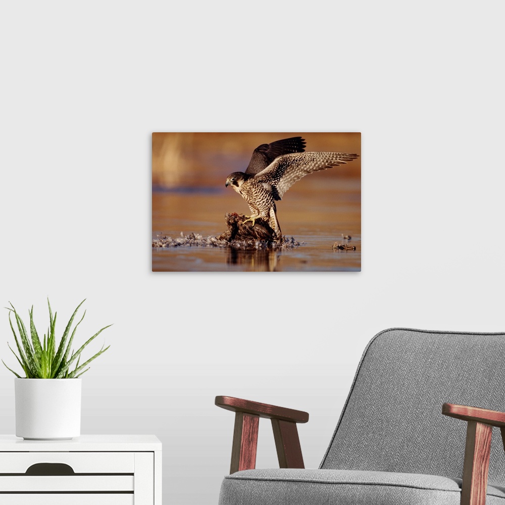 A modern room featuring Peregrine Falcon adult in protective stance standing on downed duck, North America