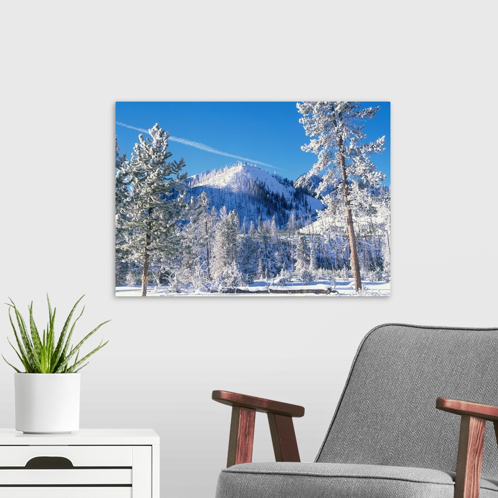 A modern room featuring Pine (Pinus sp) trees covered with snow in winter, Yellowstone National Park, Wyoming
