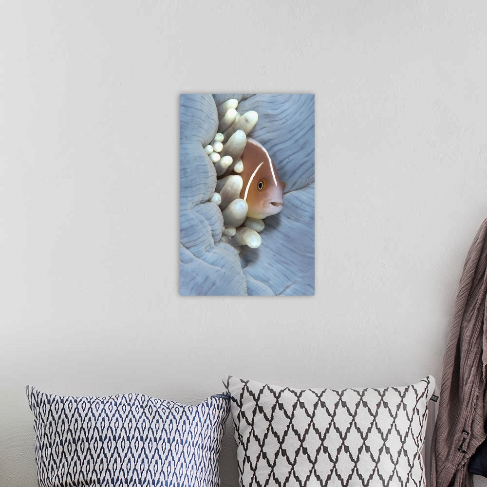 A bohemian room featuring Pink Anemonefish (Amphiprion perideraion) adult, sheltering in Magnificent Sea Anemone (Heteracti...