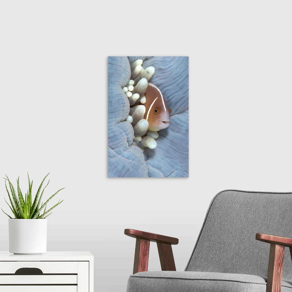 A modern room featuring Pink Anemonefish (Amphiprion perideraion) adult, sheltering in Magnificent Sea Anemone (Heteracti...