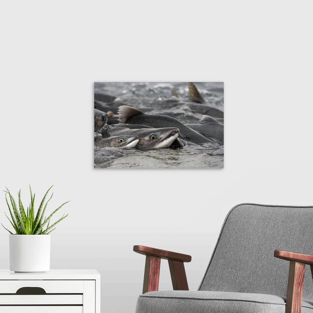 A modern room featuring Pink Salmon group spawning in river, Prince William Sound, Alaska.