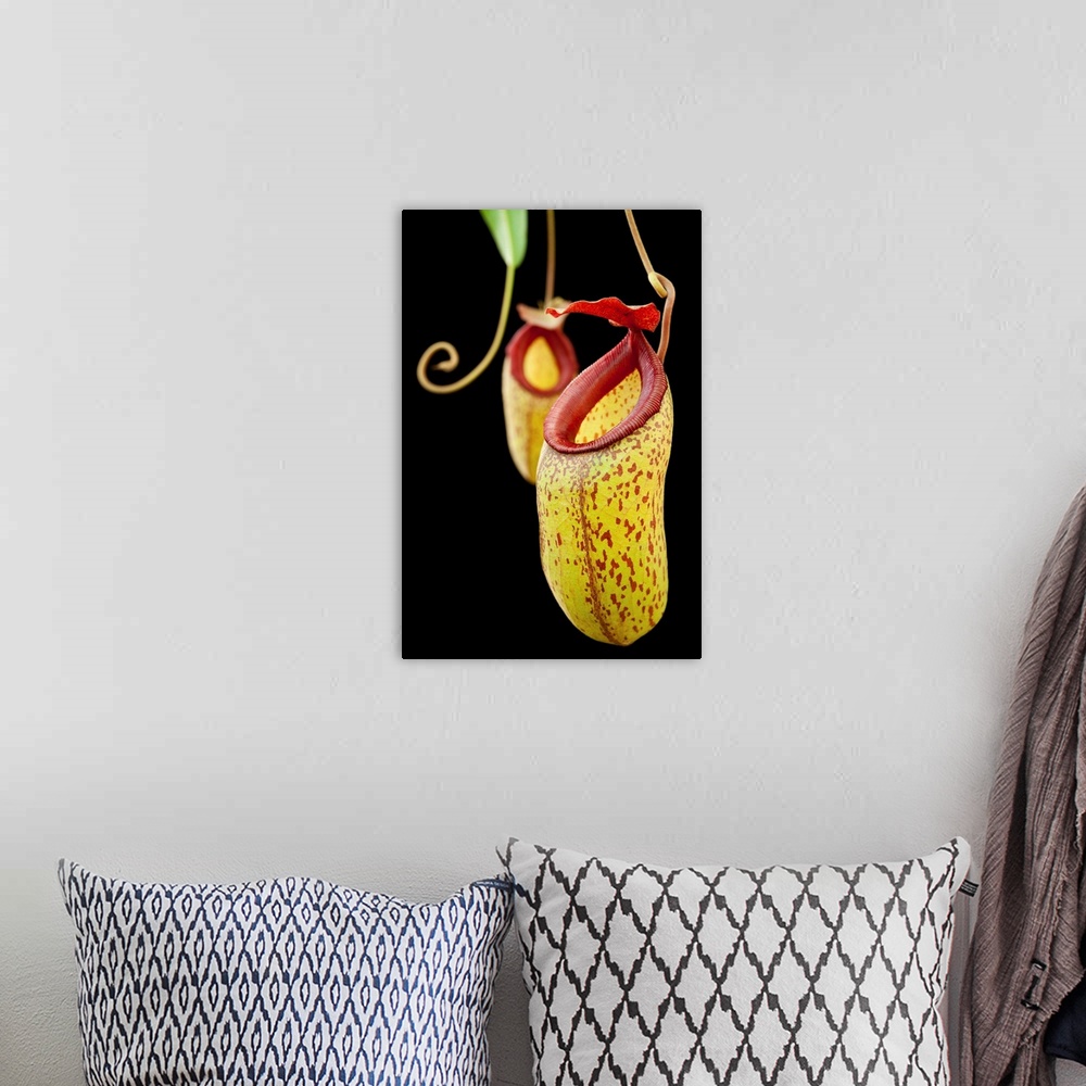 A bohemian room featuring Horticulturally-produced pitcher plant hybrid. Nepenthes aristolochioides x ventricosa (0620-0)