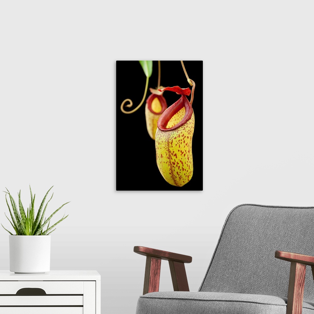 A modern room featuring Horticulturally-produced pitcher plant hybrid. Nepenthes aristolochioides x ventricosa (0620-0)