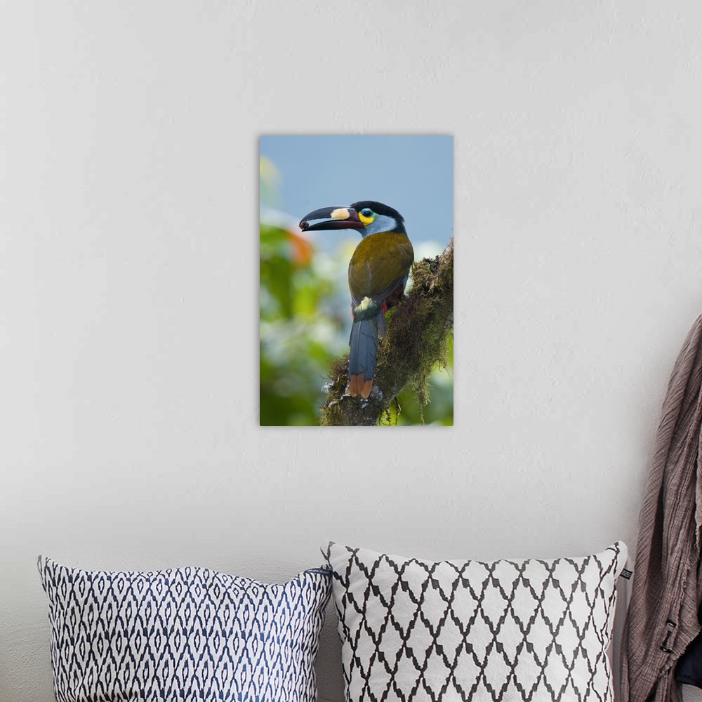 A bohemian room featuring plate-billed mountain toucan Andigen laminirostris, bird, ecuador