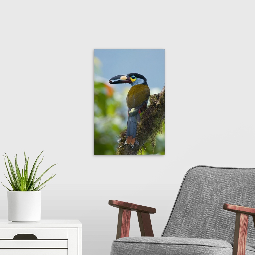 A modern room featuring plate-billed mountain toucan Andigen laminirostris, bird, ecuador