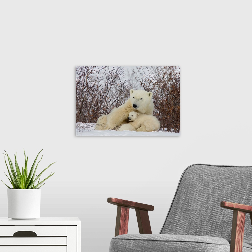 A modern room featuring Polar Bear female with cub, Ursus maritimus, Churchill, Manitoba