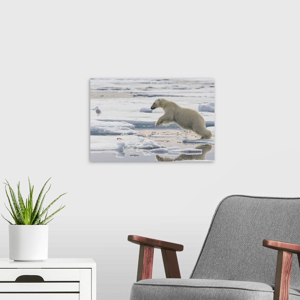 A modern room featuring Polar Bear (Ursus maritimus) jumping between ice floes, Svalbard, Norway.