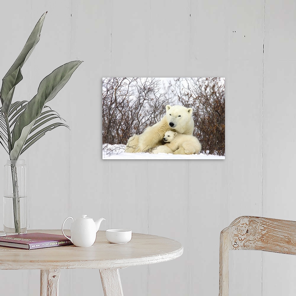 A farmhouse room featuring Polar Bear three month old cub interrupts nursing to look around second cub continues to nurse, v...