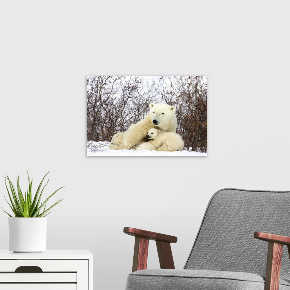 A modern room featuring Polar Bear three month old cub interrupts nursing to look around second cub continues to nurse, v...