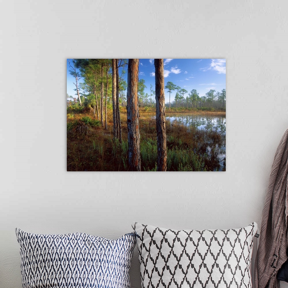 A bohemian room featuring Pond near the Loxahatchee River, Jonathan Dickinson State Park, Florida