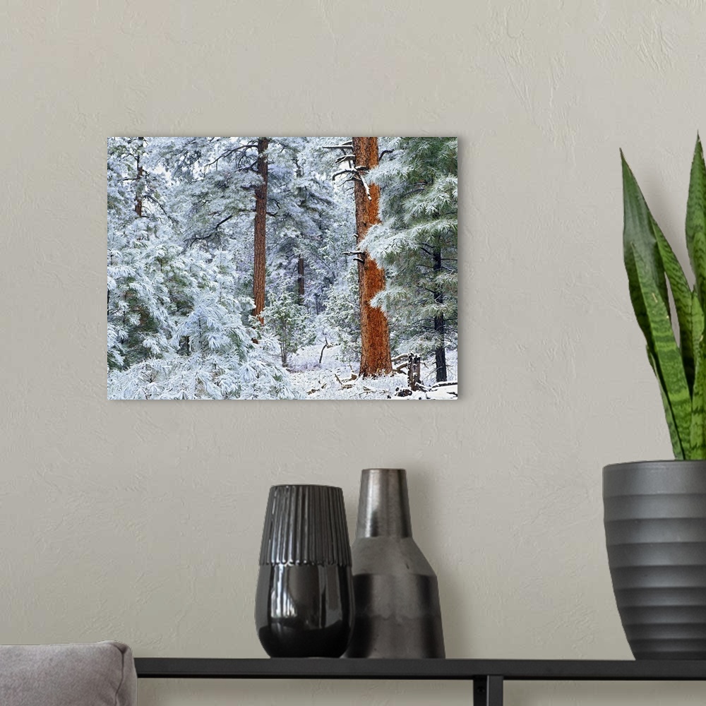 A modern room featuring Ponderosa Pine (Pinus ponderosa) forest in snow, Grand Canyon National Park, Arizona