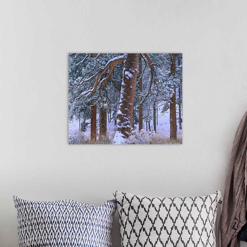 A bohemian room featuring Ponderosa Pine trees after fresh snowfall, Rocky Mountain National Park, Colorado