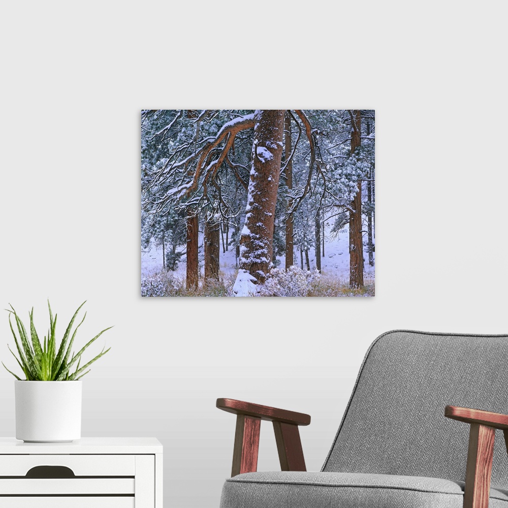 A modern room featuring Ponderosa Pine trees after fresh snowfall, Rocky Mountain National Park, Colorado