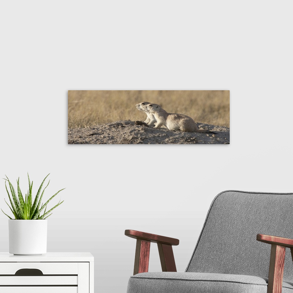 A modern room featuring Prairie Dog (Cynomys sp) pair, Grasslands National Park, Saskatchewan, Canada