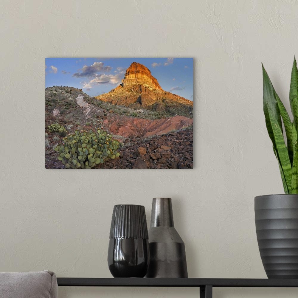 A modern room featuring Prickly Pear Cactus at Cerro Castellan, Big Bend National Park, Texas