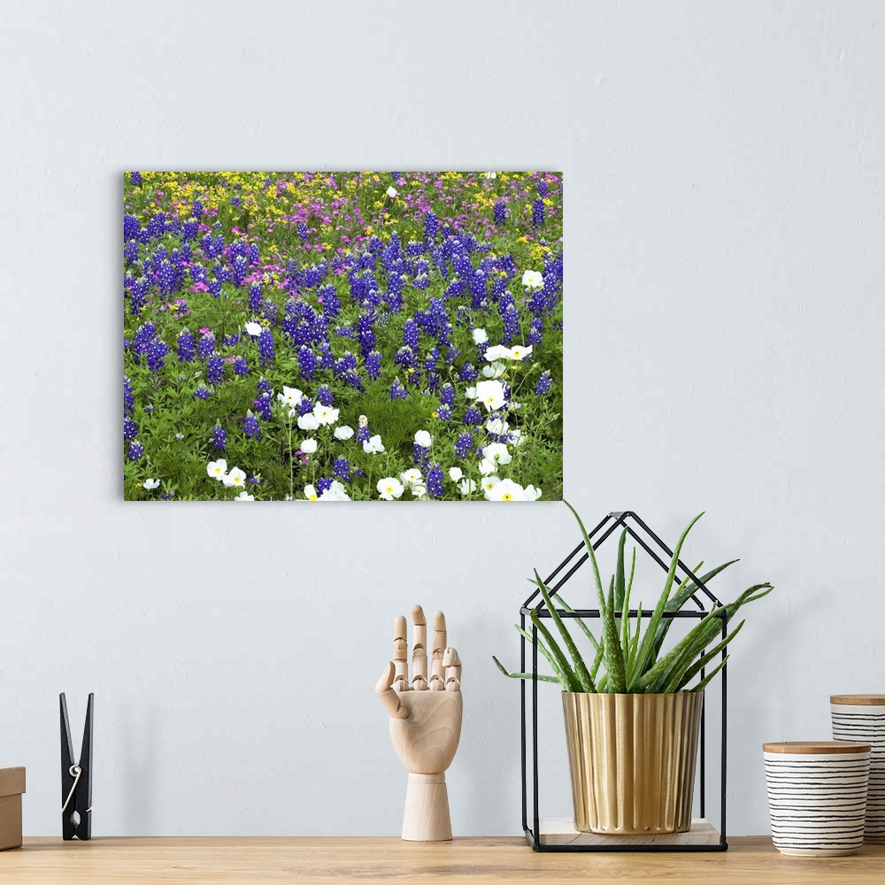 A bohemian room featuring Prickly Poppy, Sand Bluebonnet, Pointed Phlox and Squaw-weed Hill Country, Texas