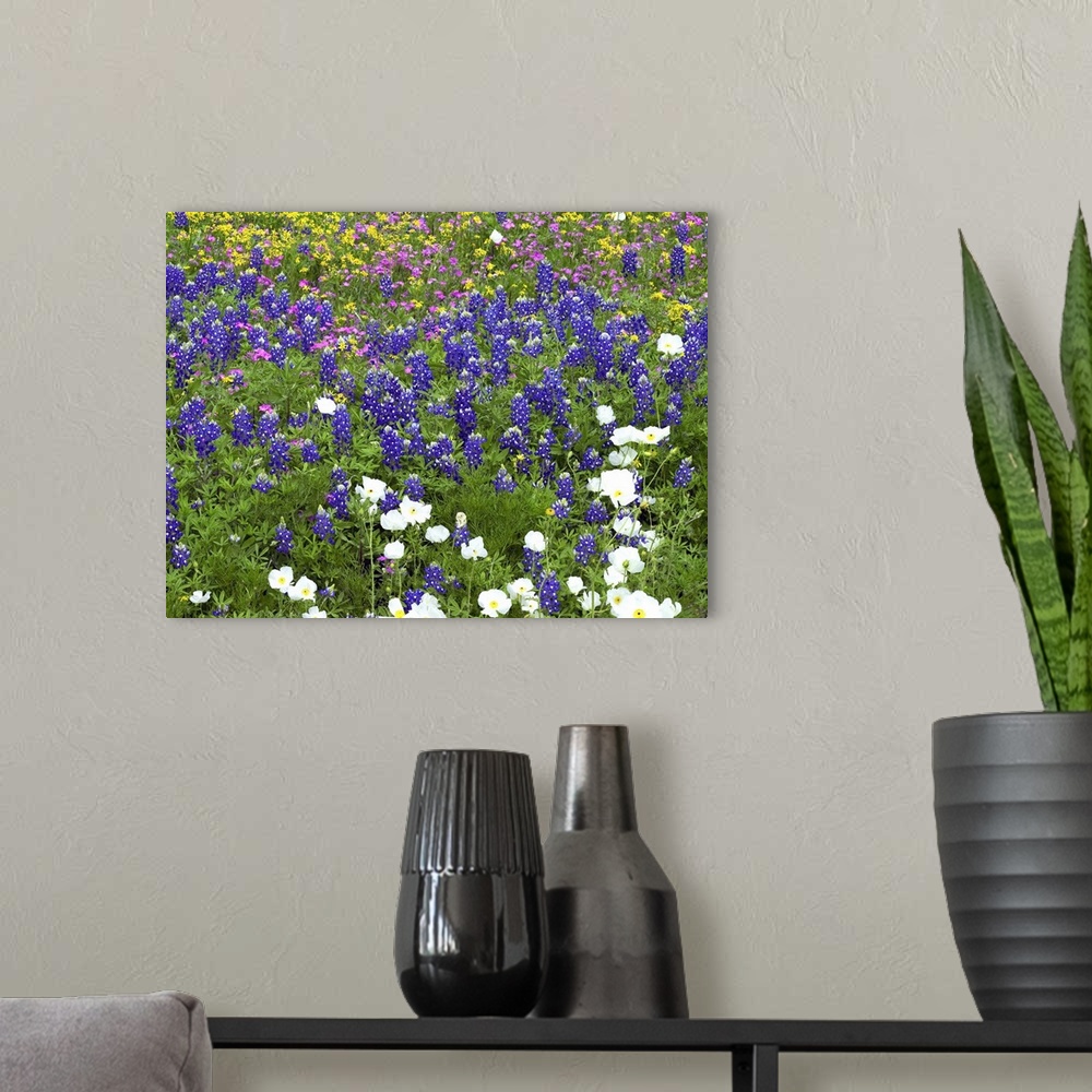 A modern room featuring Prickly Poppy, Sand Bluebonnet, Pointed Phlox and Squaw-weed Hill Country, Texas