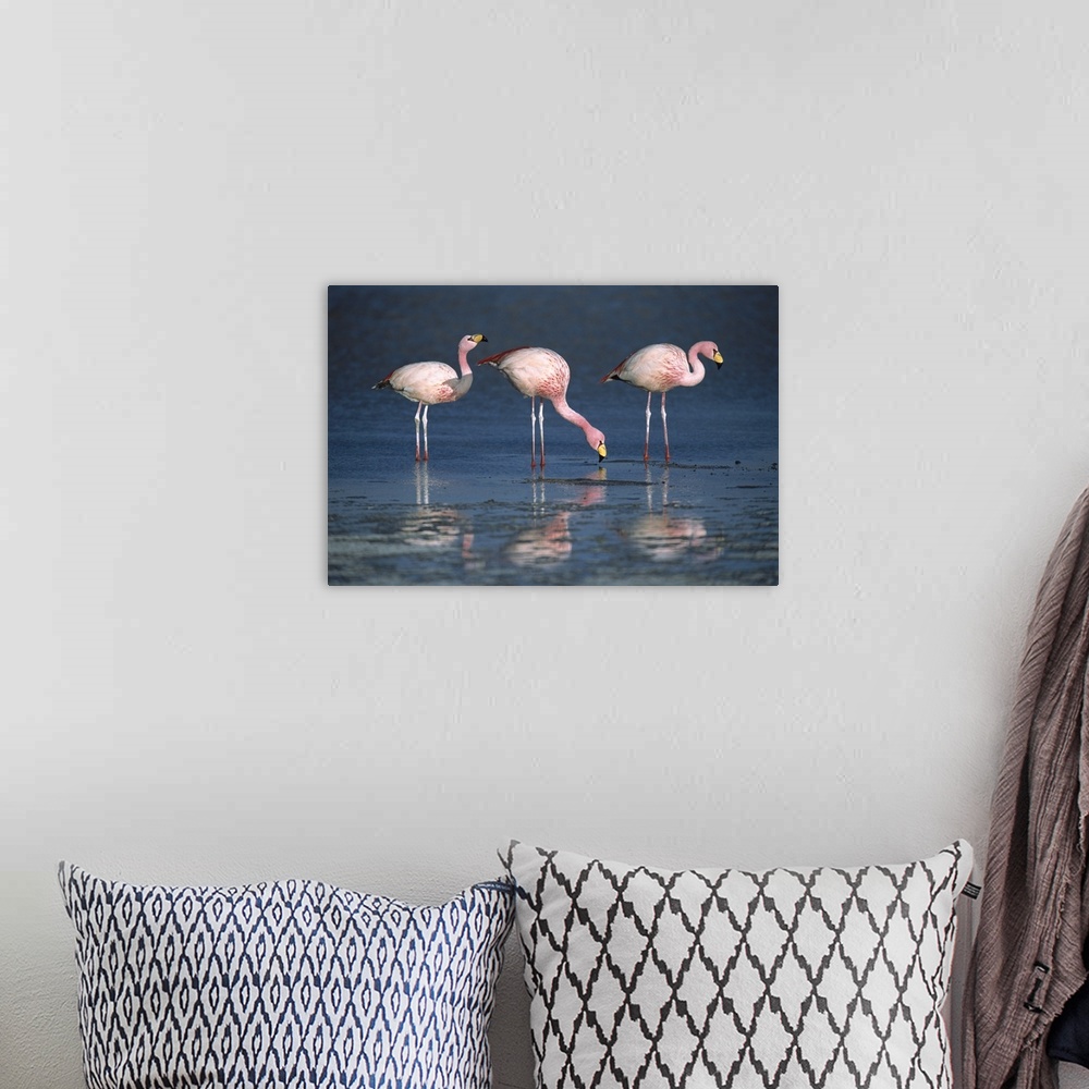 A bohemian room featuring Puna Flamingo (Phoenicopterus jamesi) rare, three drinking from freshwater springs along lake edg...