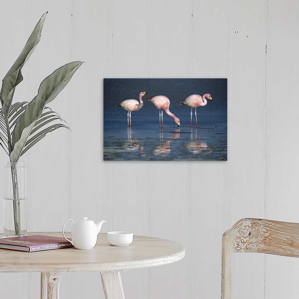 A farmhouse room featuring Puna Flamingo (Phoenicopterus jamesi) rare, three drinking from freshwater springs along lake edg...
