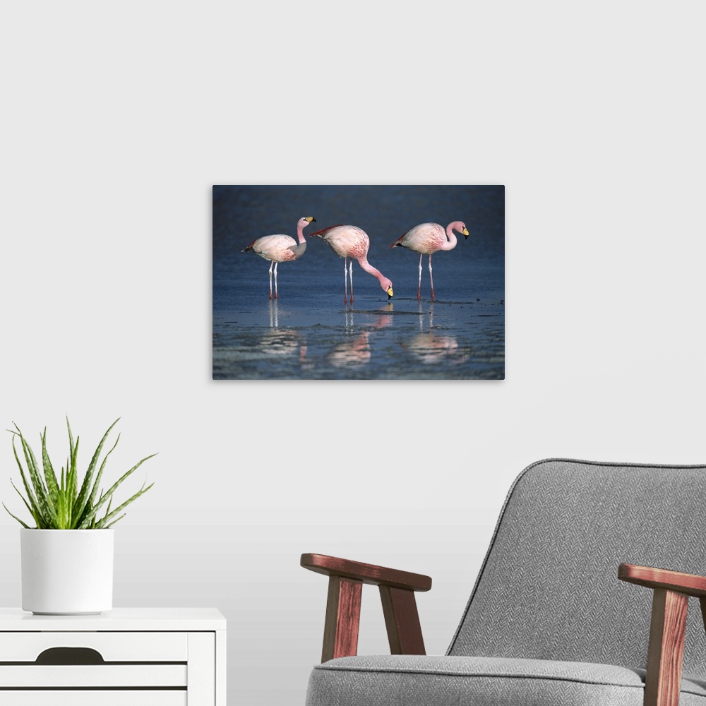 A modern room featuring Puna Flamingo (Phoenicopterus jamesi) rare, three drinking from freshwater springs along lake edg...